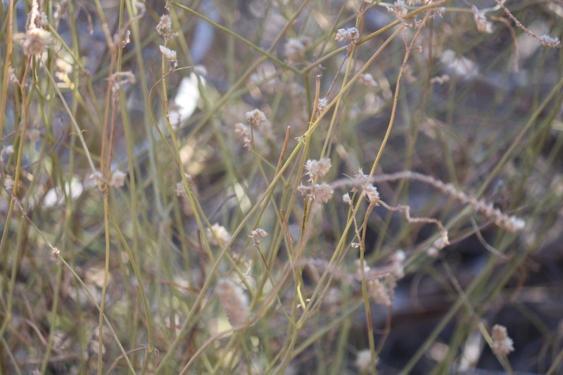 Hermbstaedtia linearis photo 7