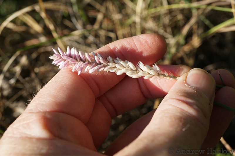 Hermbstaedtia linearis photo 8
