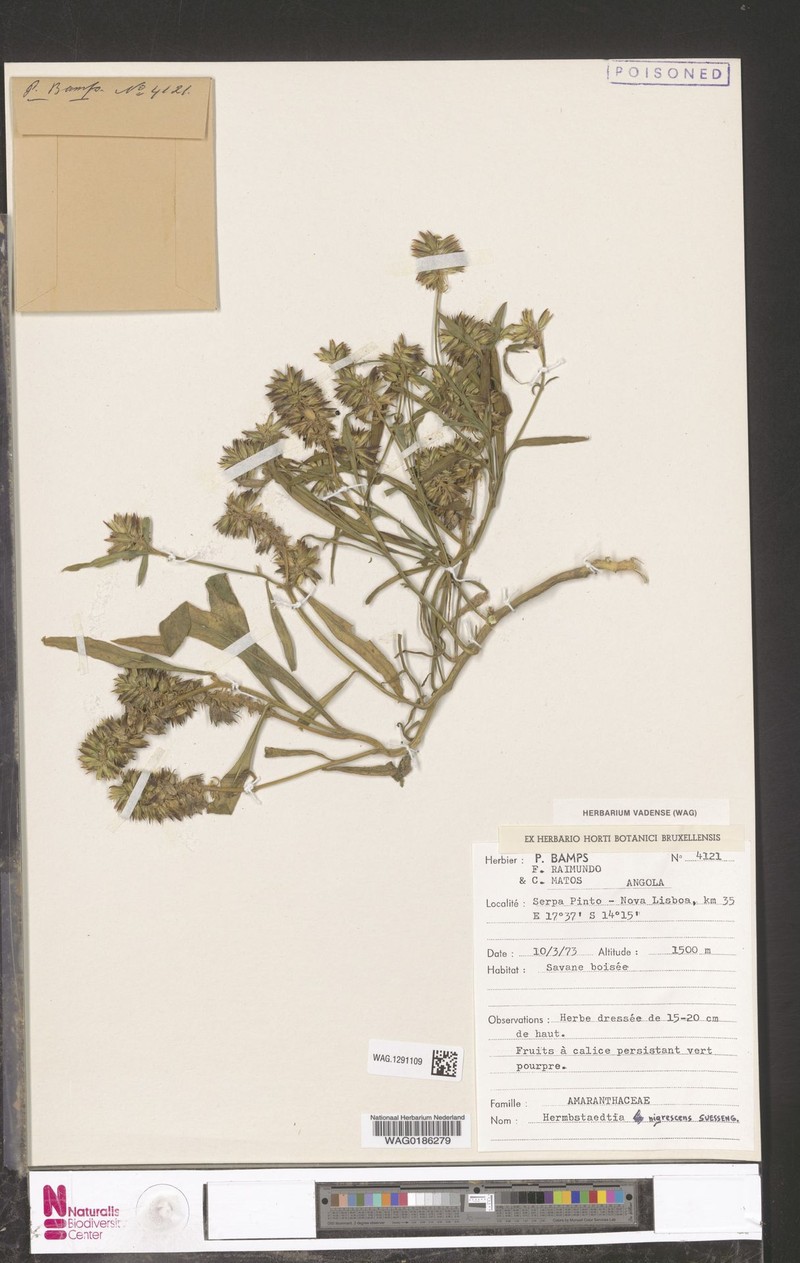 Hermbstaedtia nigrescens