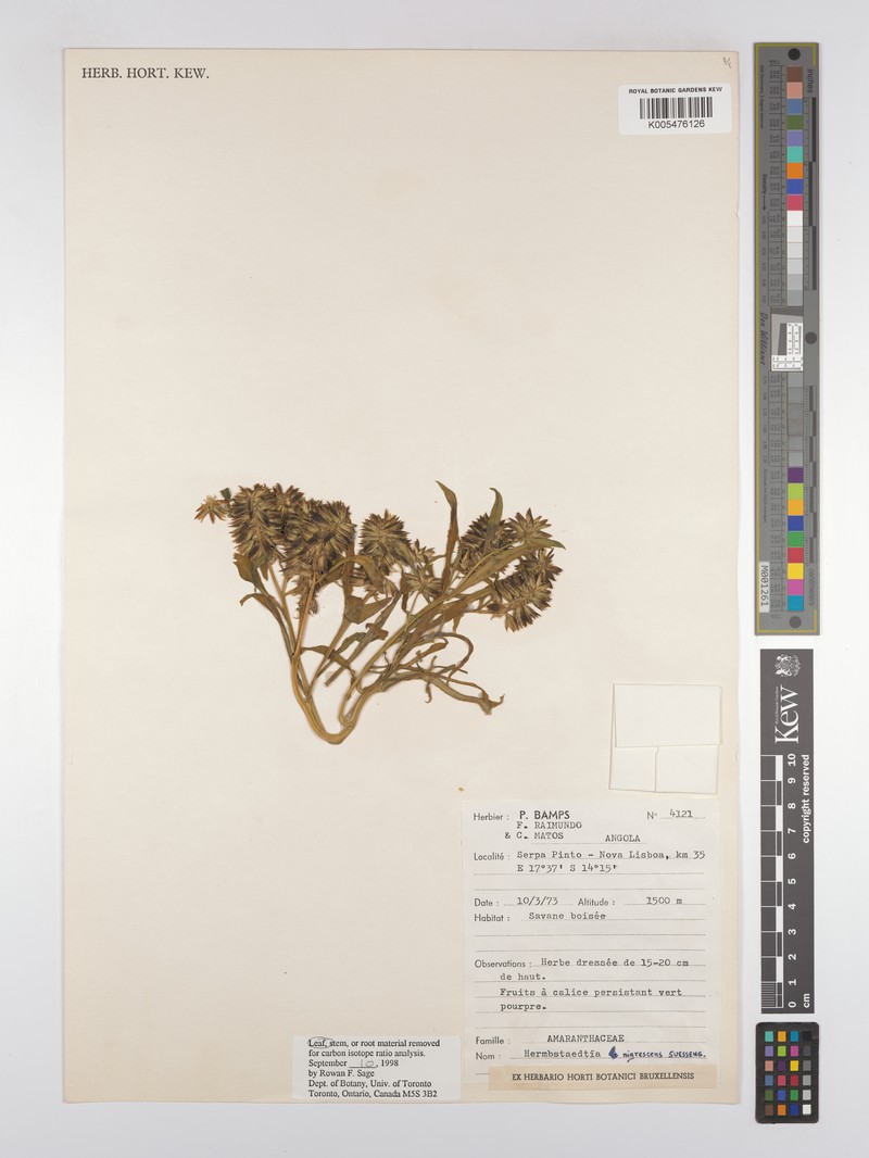 Hermbstaedtia nigrescens photo 2