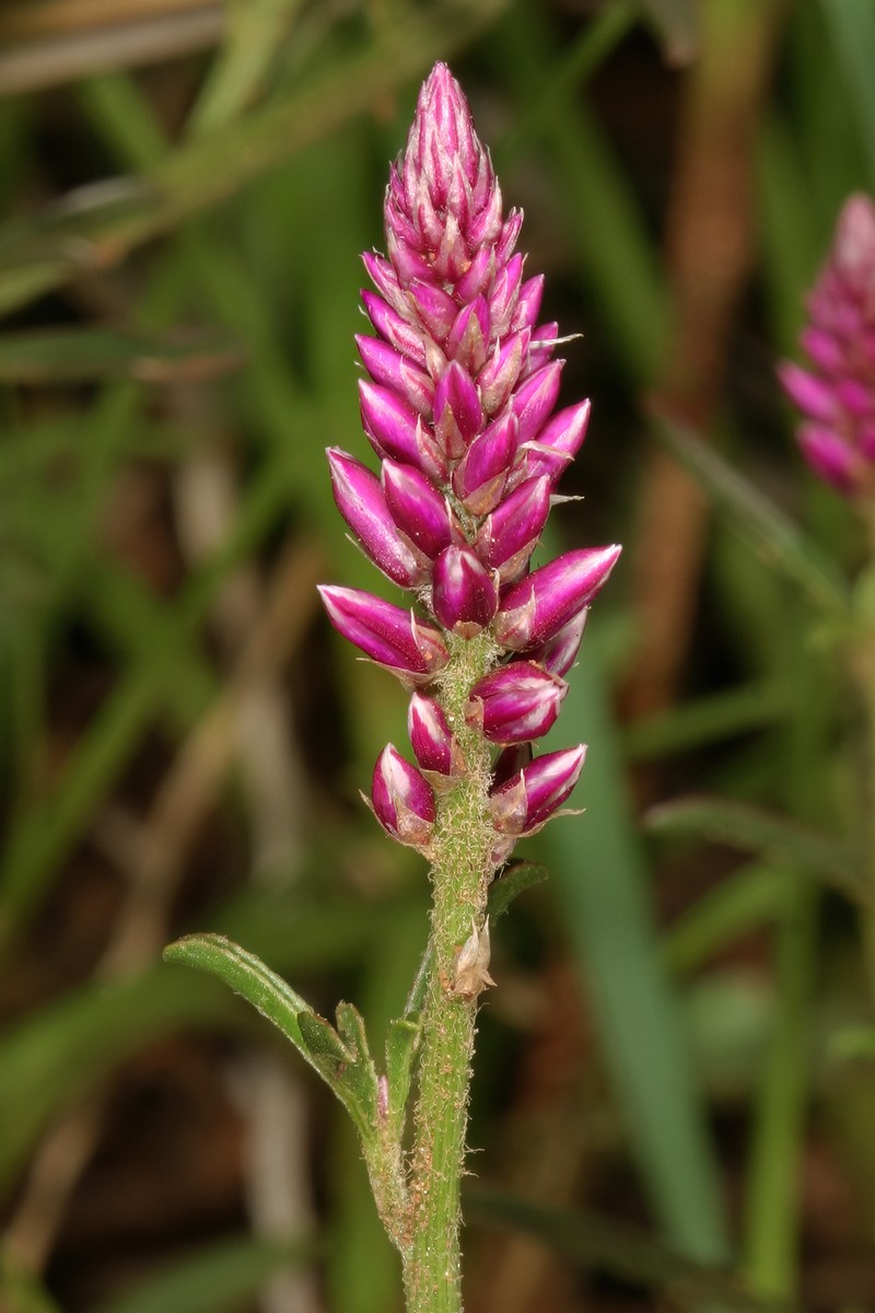 Guineaflower photo 4