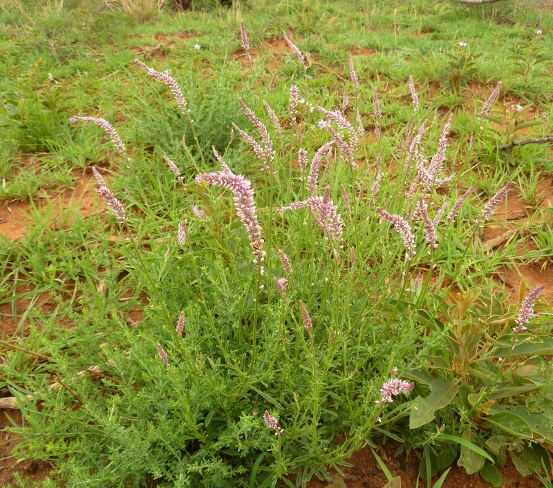 Guineaflower