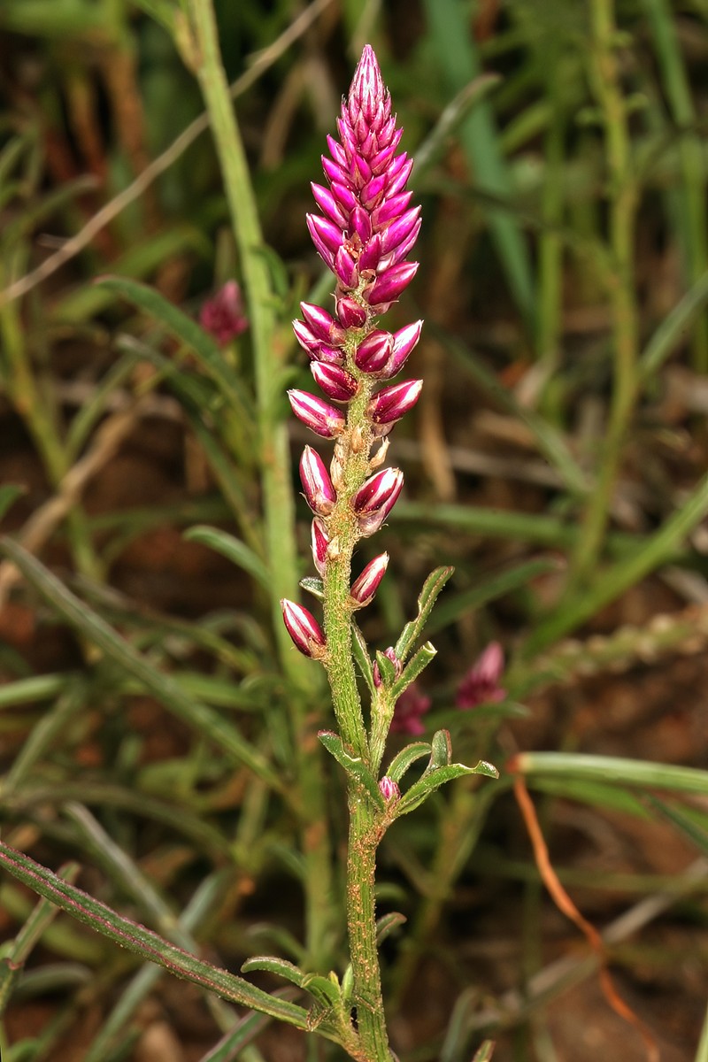 Guineaflower photo 2