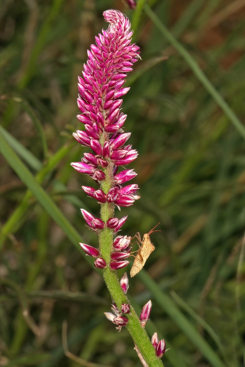 Guineaflower photo 3