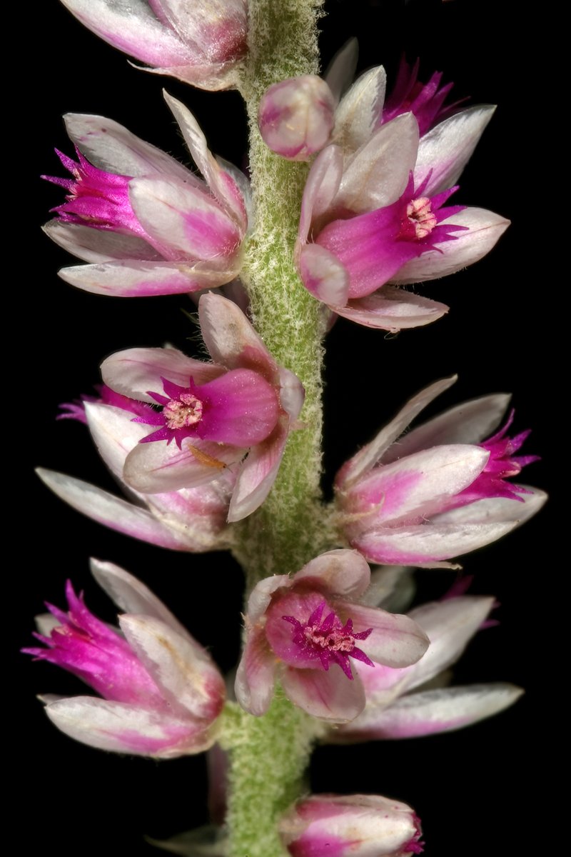 Guineaflower photo 5