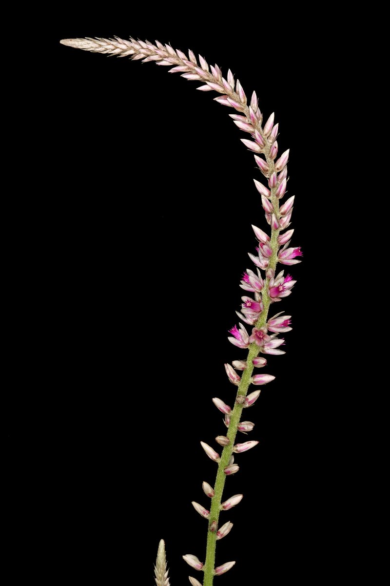 Guineaflower photo 6