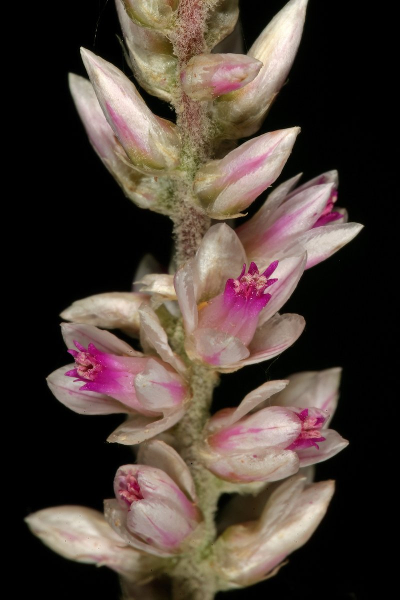 Guineaflower photo 7