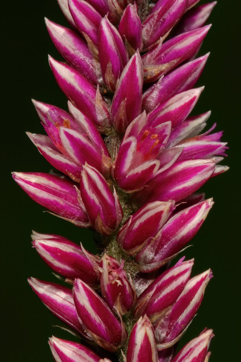 Guineaflower photo 8
