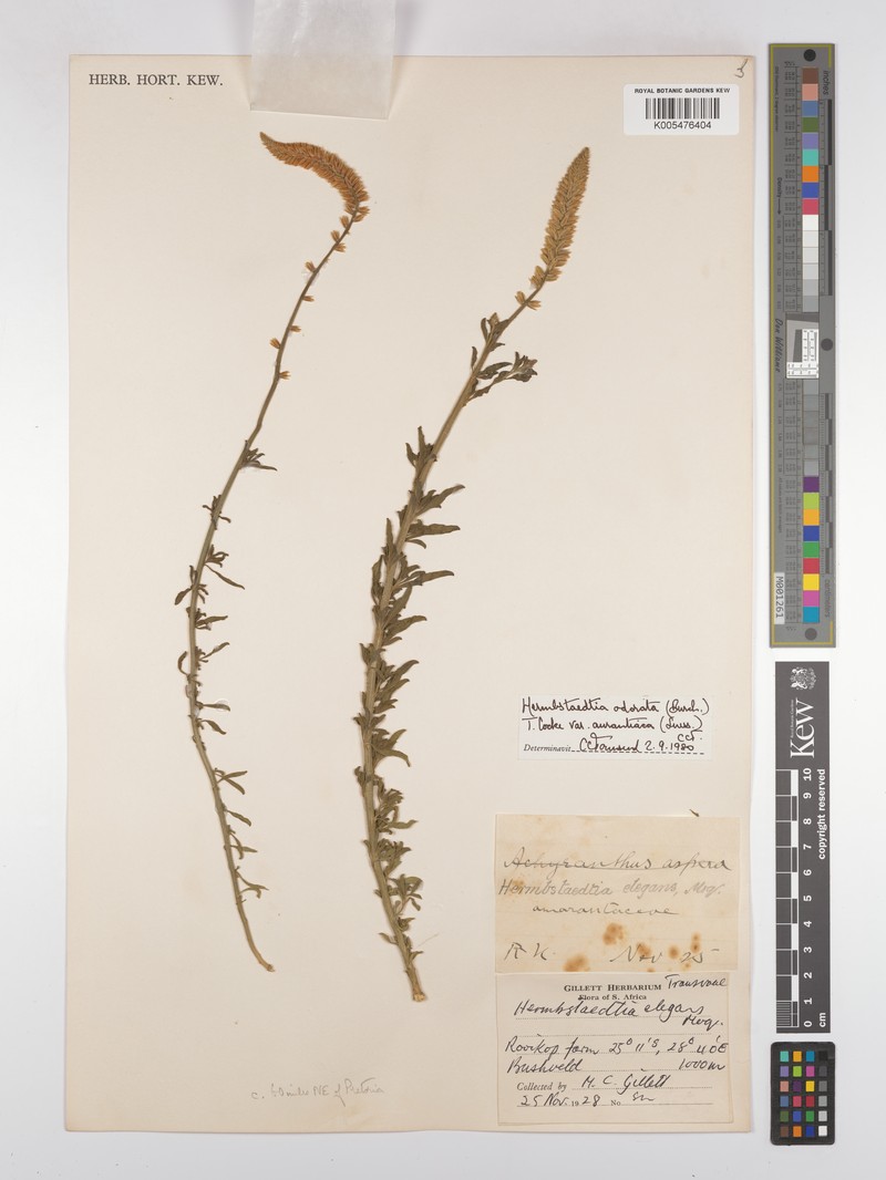 Hermbstaedtia odorata var. aurantiaca