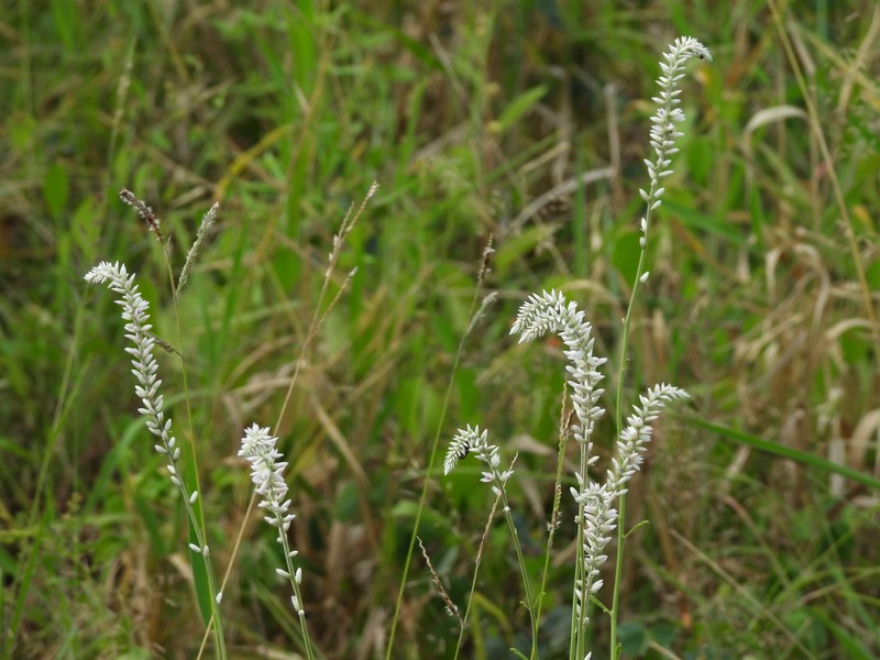 Hermbstaedtia odorata var. odorata