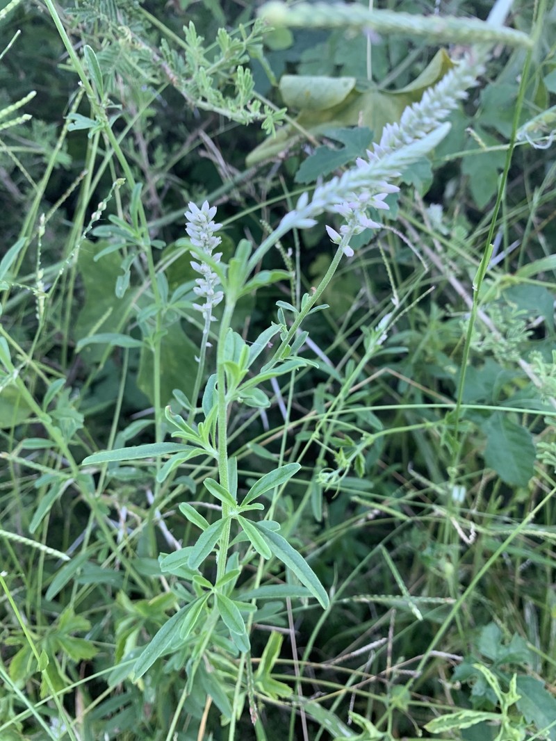 Hermbstaedtia odorata var. odorata photo 2