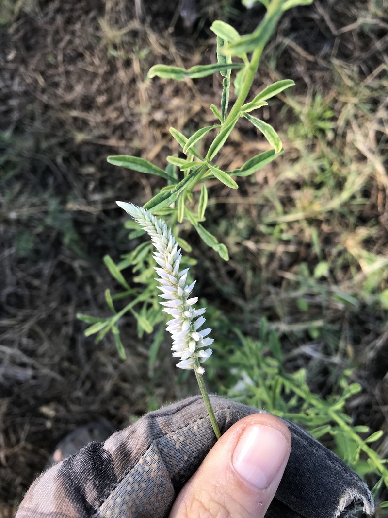 Hermbstaedtia odorata var. odorata photo 3