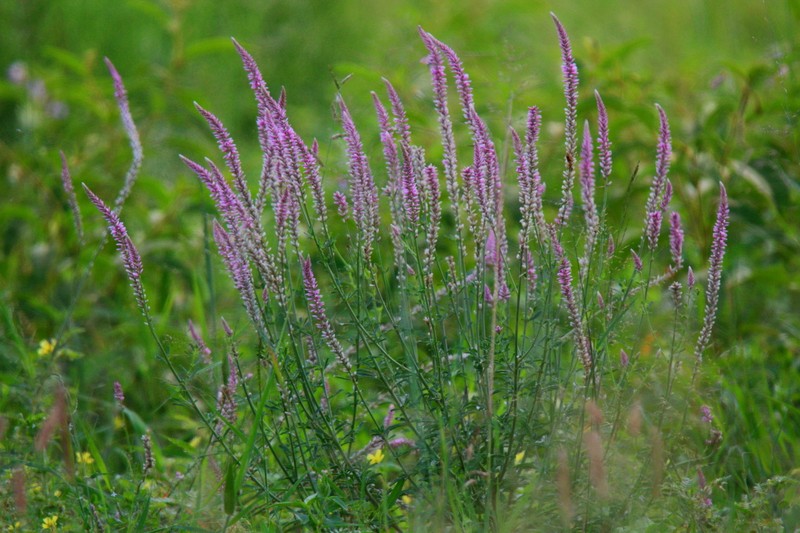 Hermbstaedtia odorata var. odorata photo 4