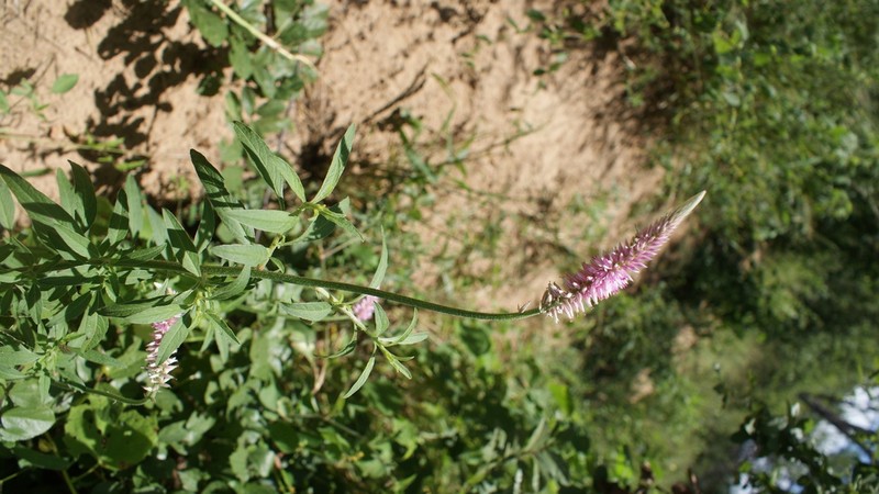 Hermbstaedtia scabra
