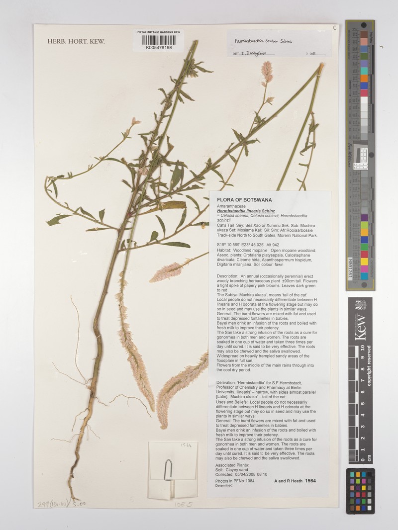 Hermbstaedtia scabra photo 3