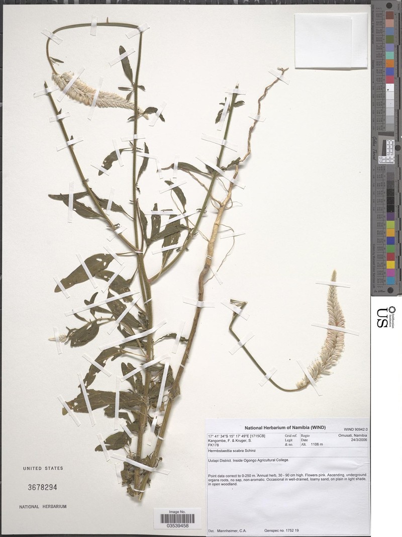 Hermbstaedtia scabra photo 4
