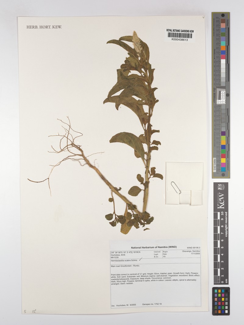 Hermbstaedtia scabra photo 5