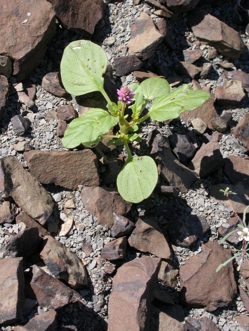 Hermbstaedtia schaeferi
