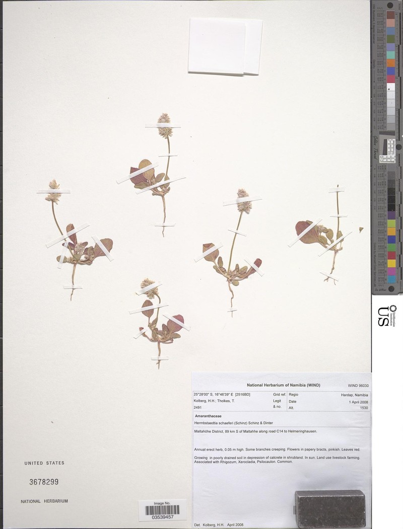 Hermbstaedtia schaeferi photo 3