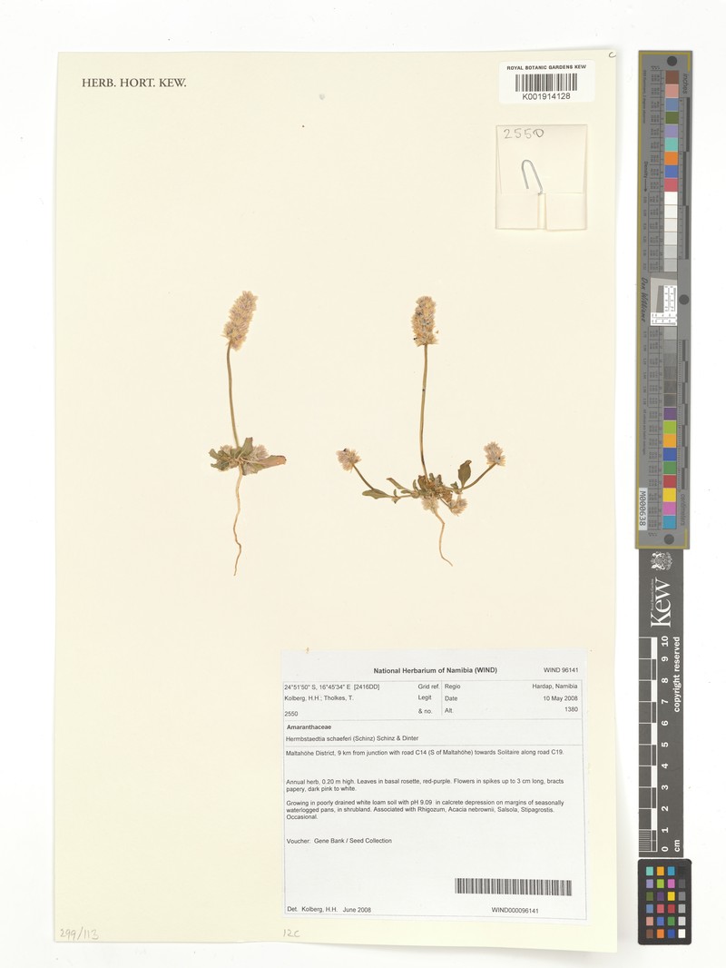 Hermbstaedtia schaeferi photo 4