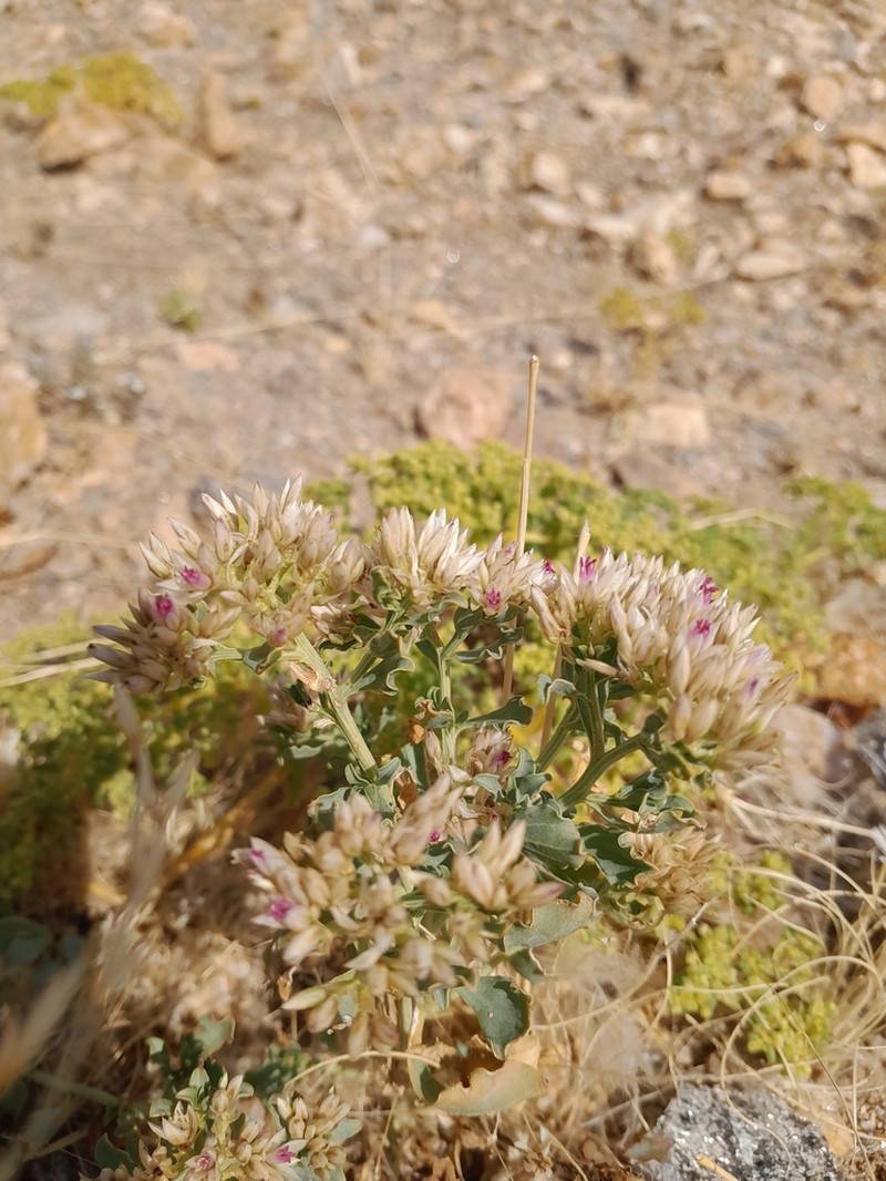 Hermbstaedtia spathulifolia