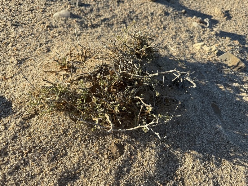 Hermbstaedtia spathulifolia photo 2