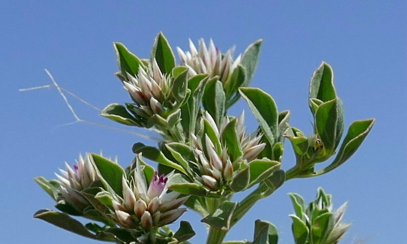 Hermbstaedtia spathulifolia photo 3