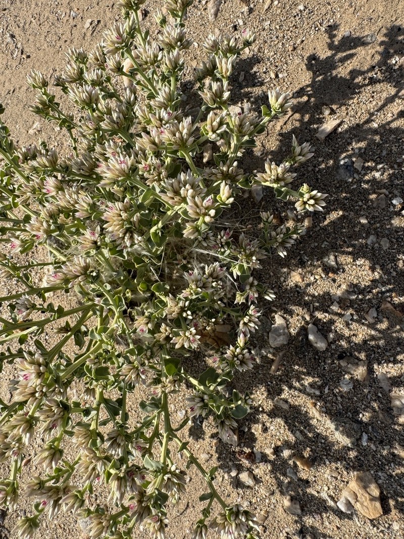 Hermbstaedtia spathulifolia photo 4