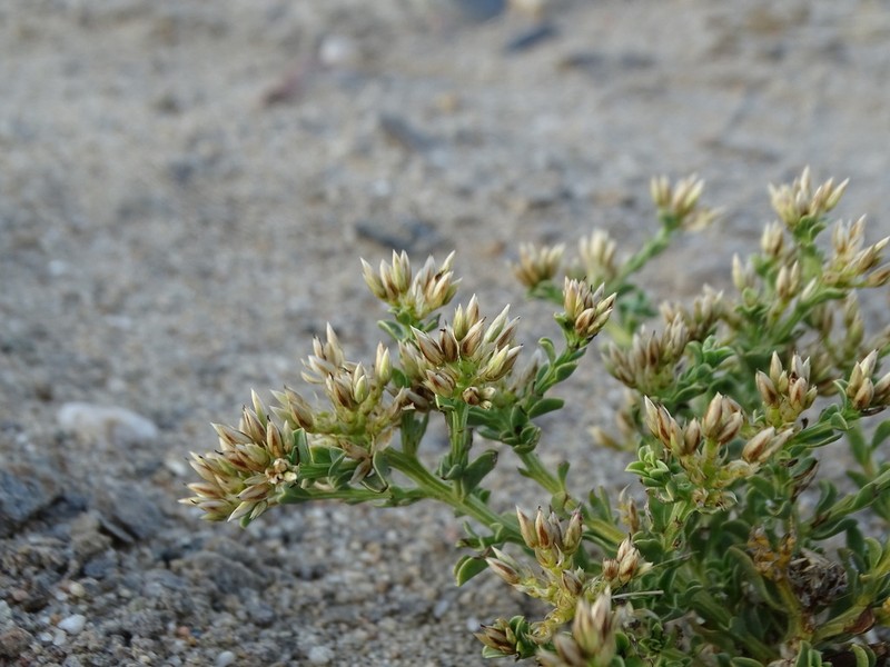 Hermbstaedtia spathulifolia photo 5