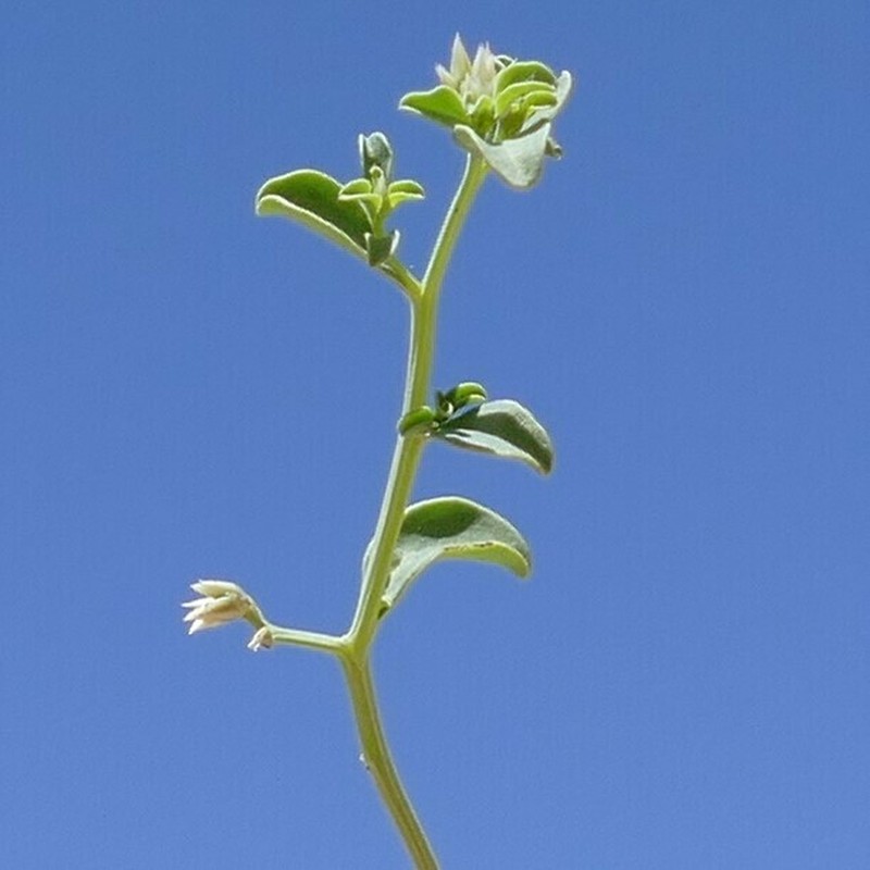 Hermbstaedtia spathulifolia photo 6