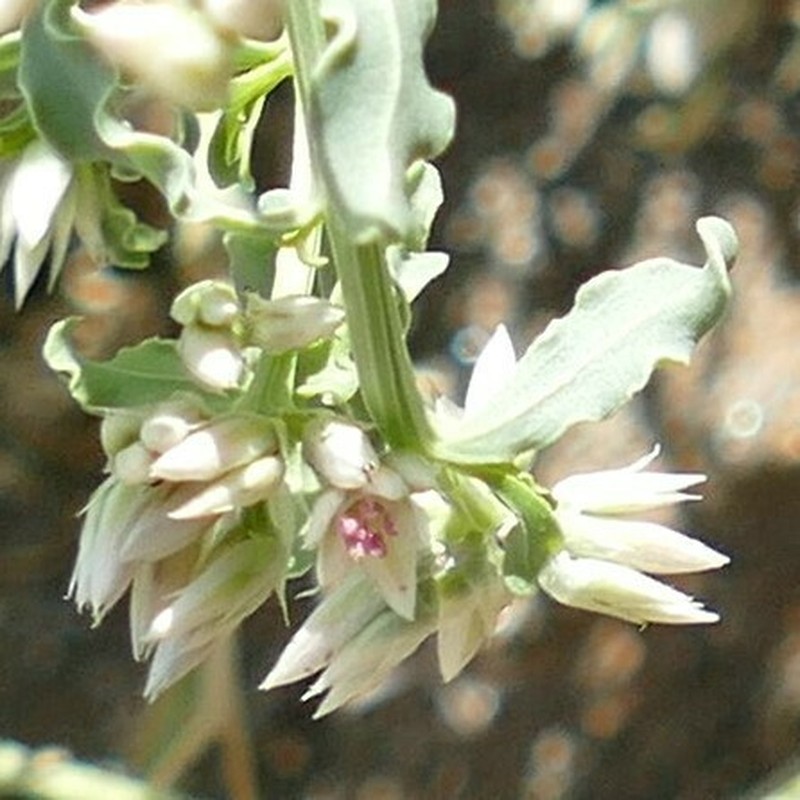 Hermbstaedtia spathulifolia photo 7