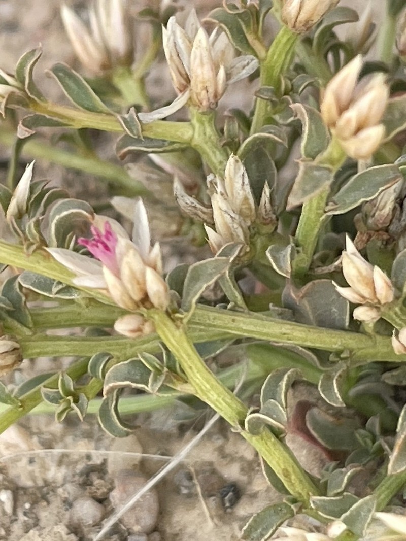Hermbstaedtia spathulifolia photo 8