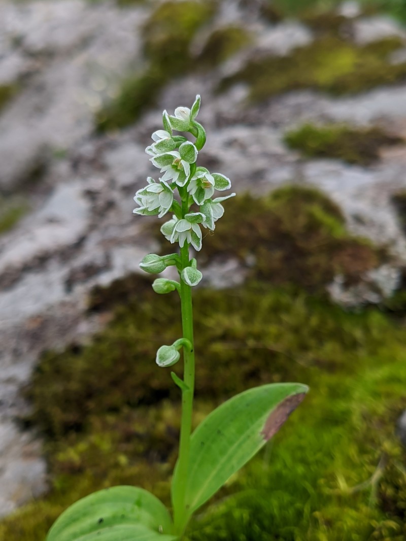Herminium albomarginatum photo 2