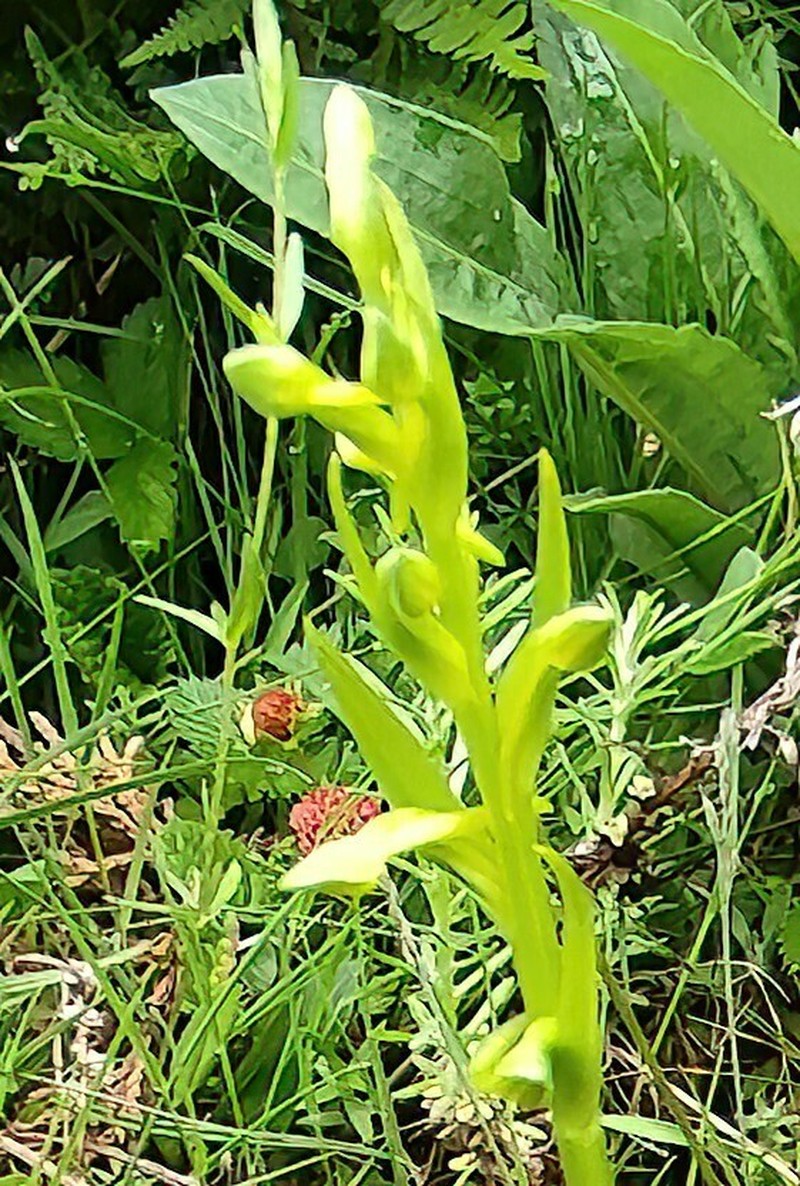 Herminium clavigerum