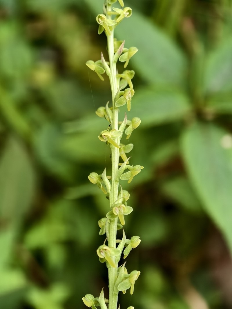 Herminium clavigerum photo 2