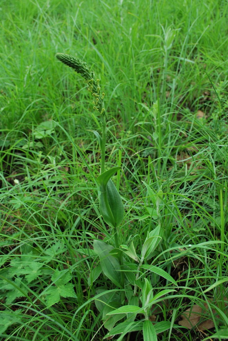 Herminium clavigerum photo 3
