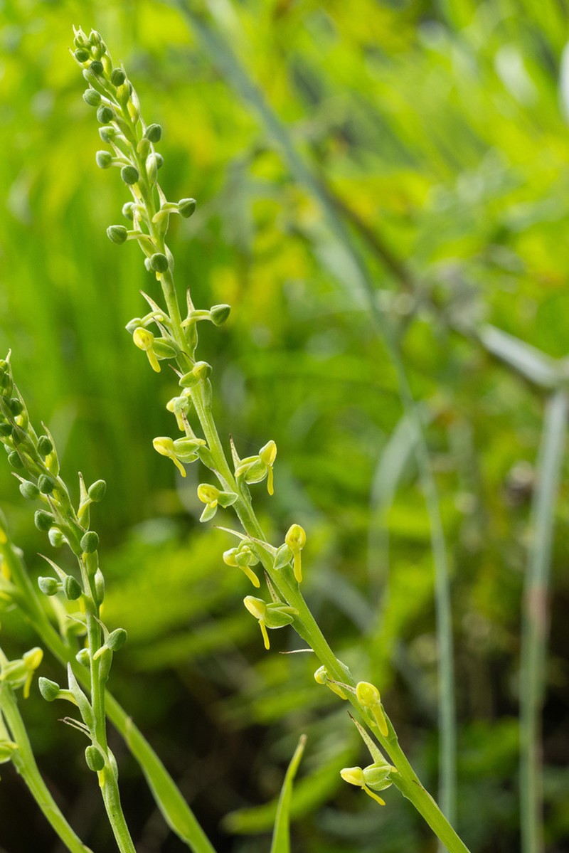 Herminium clavigerum photo 4