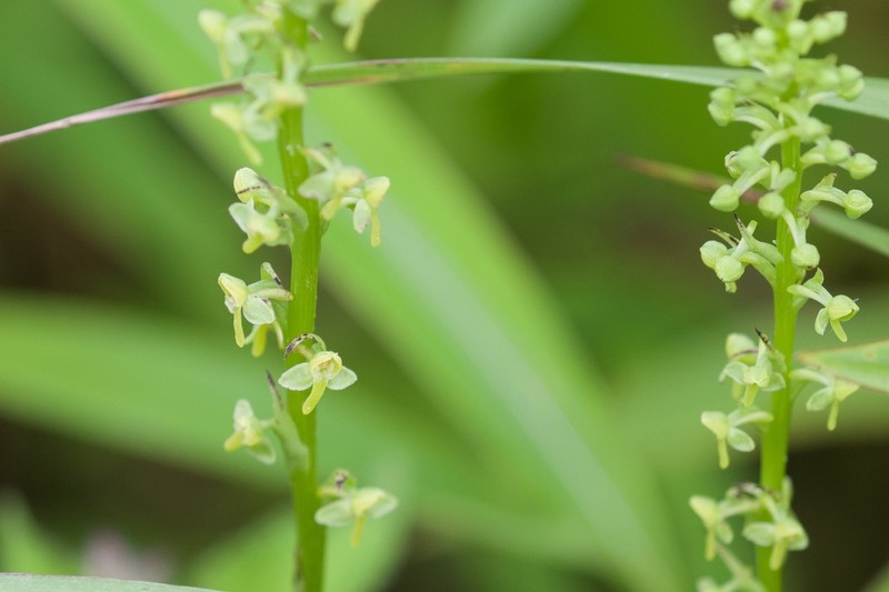 Herminium clavigerum photo 5