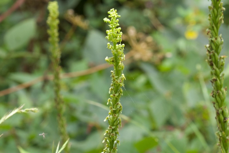 Herminium clavigerum photo 6