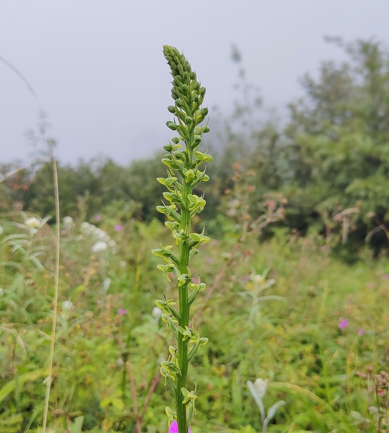 Herminium clavigerum photo 7