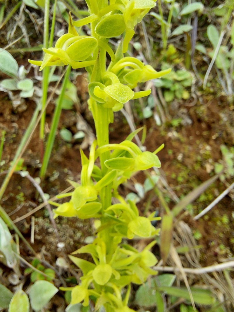 Herminium clavigerum photo 8