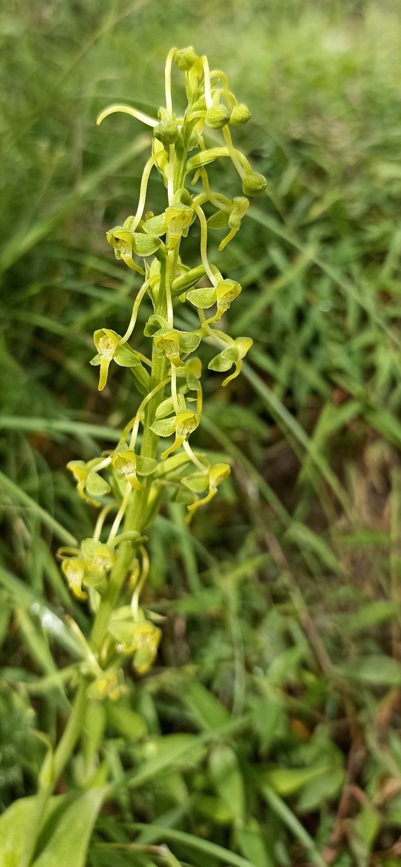Herminium edgeworthii
