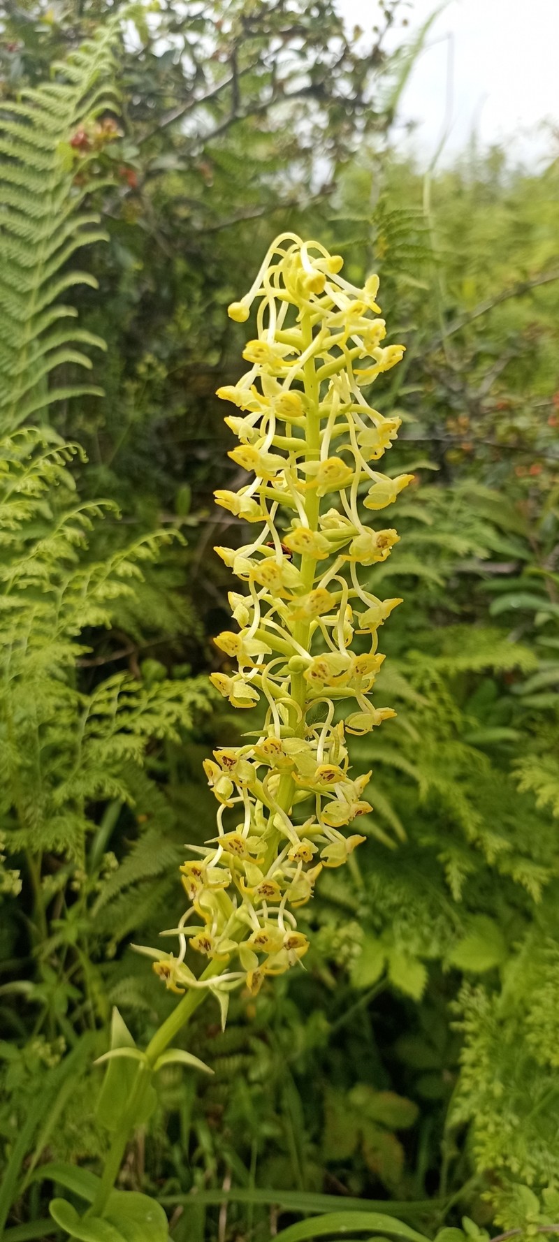 Herminium edgeworthii photo 2