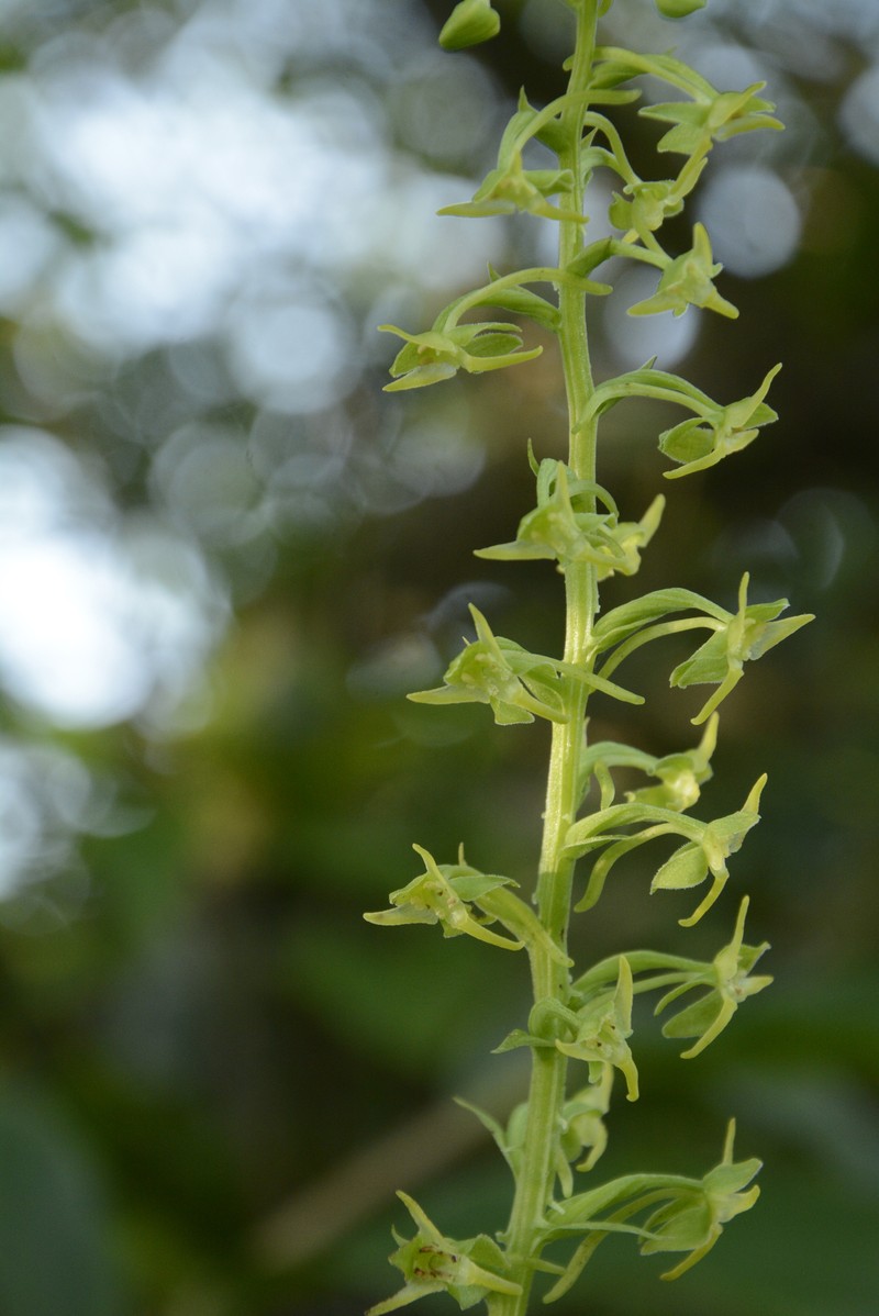 Herminium edgeworthii photo 3