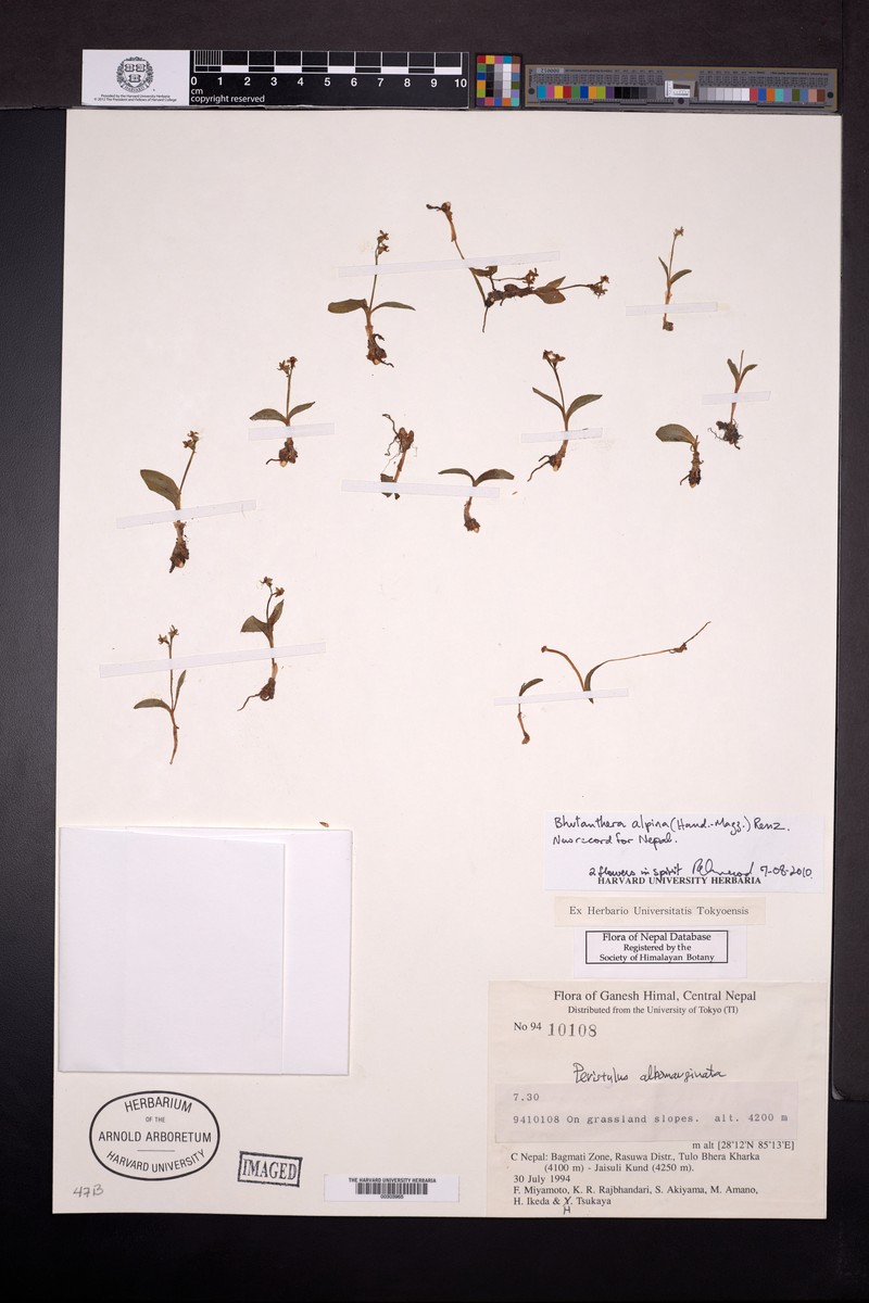 Herminium handelii