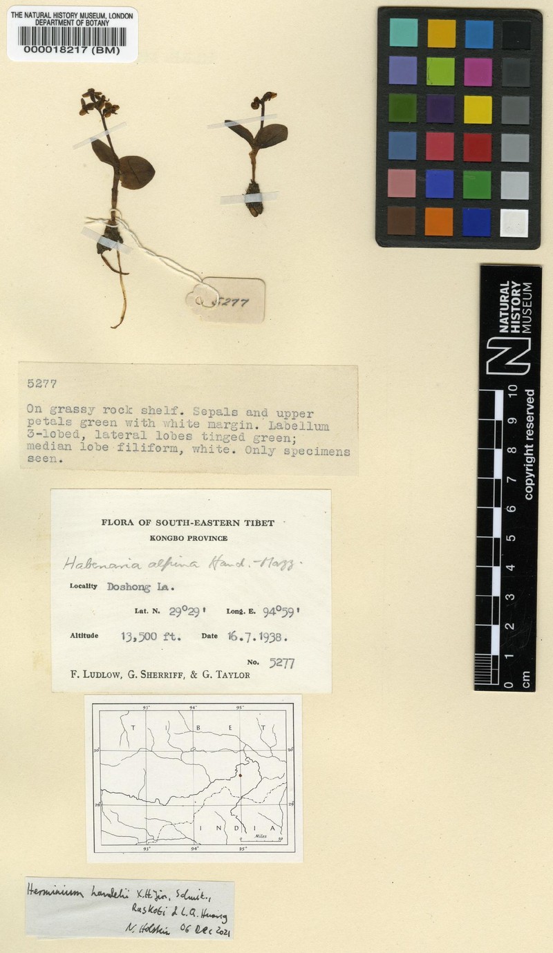 Herminium handelii photo 2
