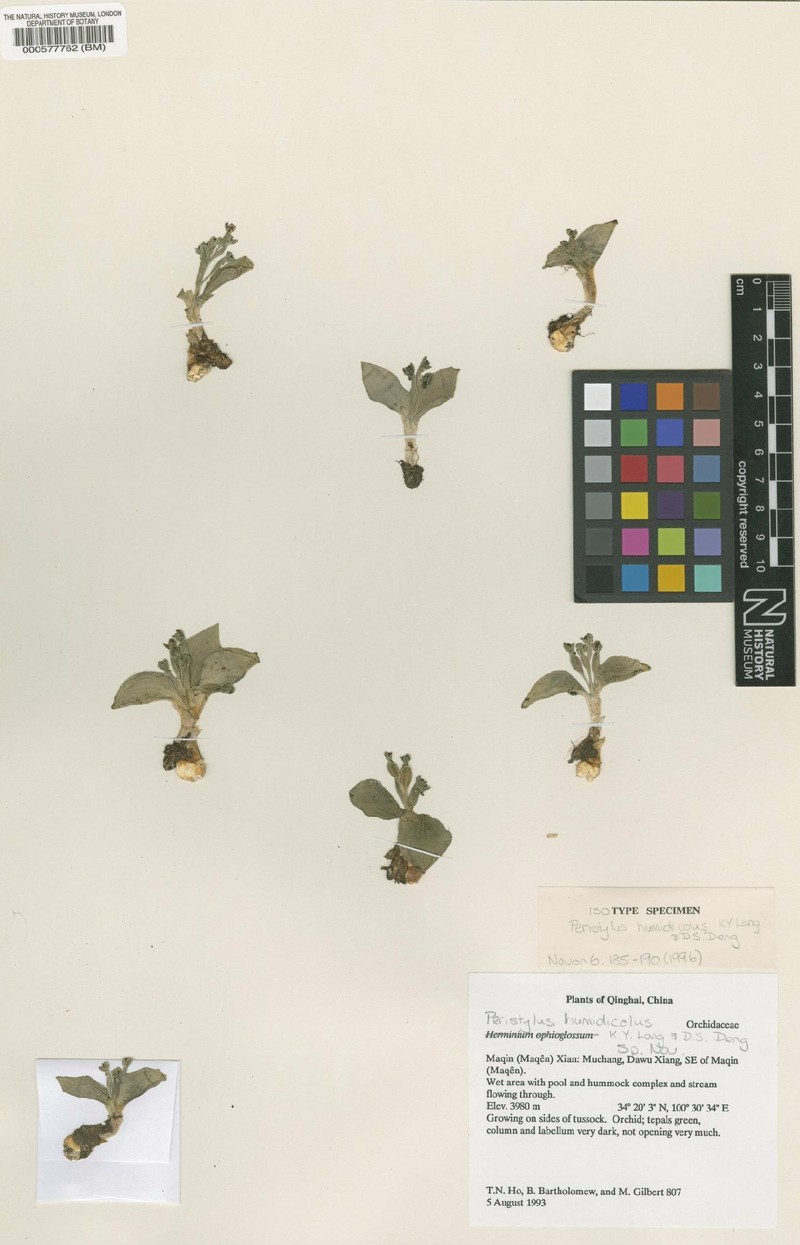 Herminium humidicola