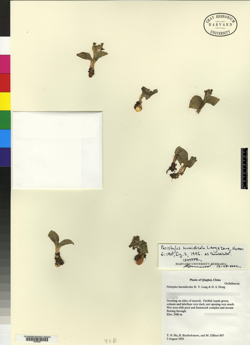 Herminium humidicola photo 2