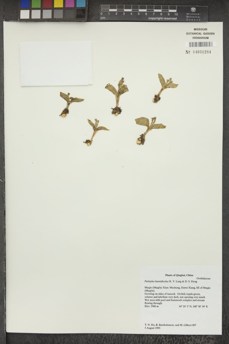 Herminium humidicola photo 3