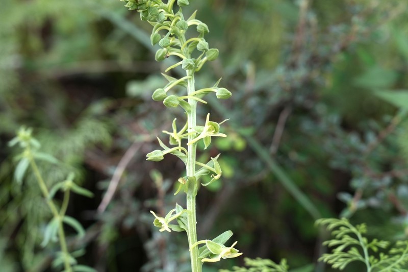 Herminium latilabre